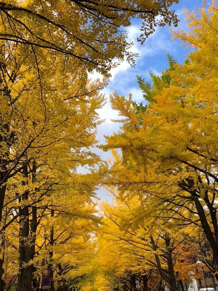 飛龍有馬丹後鳴沙 黃梅伏見紅葉情話 